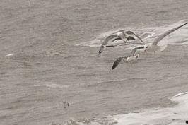 她在浪尖上起舞,她如何成为风华绝代的舞者传奇