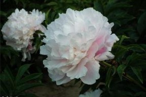 芍药花开,春日里的浪漫诗篇