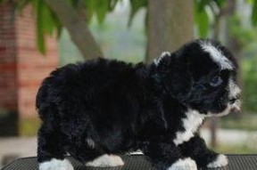 肖恩·吉利斯：美犬,揭秘美犬的传奇故事与艺术魅力